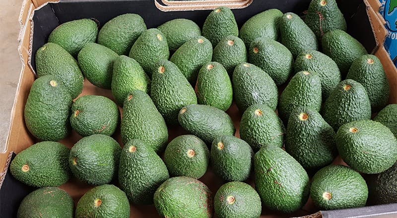 images/1675152026624avocado gradingf waxing packing machine.jpg